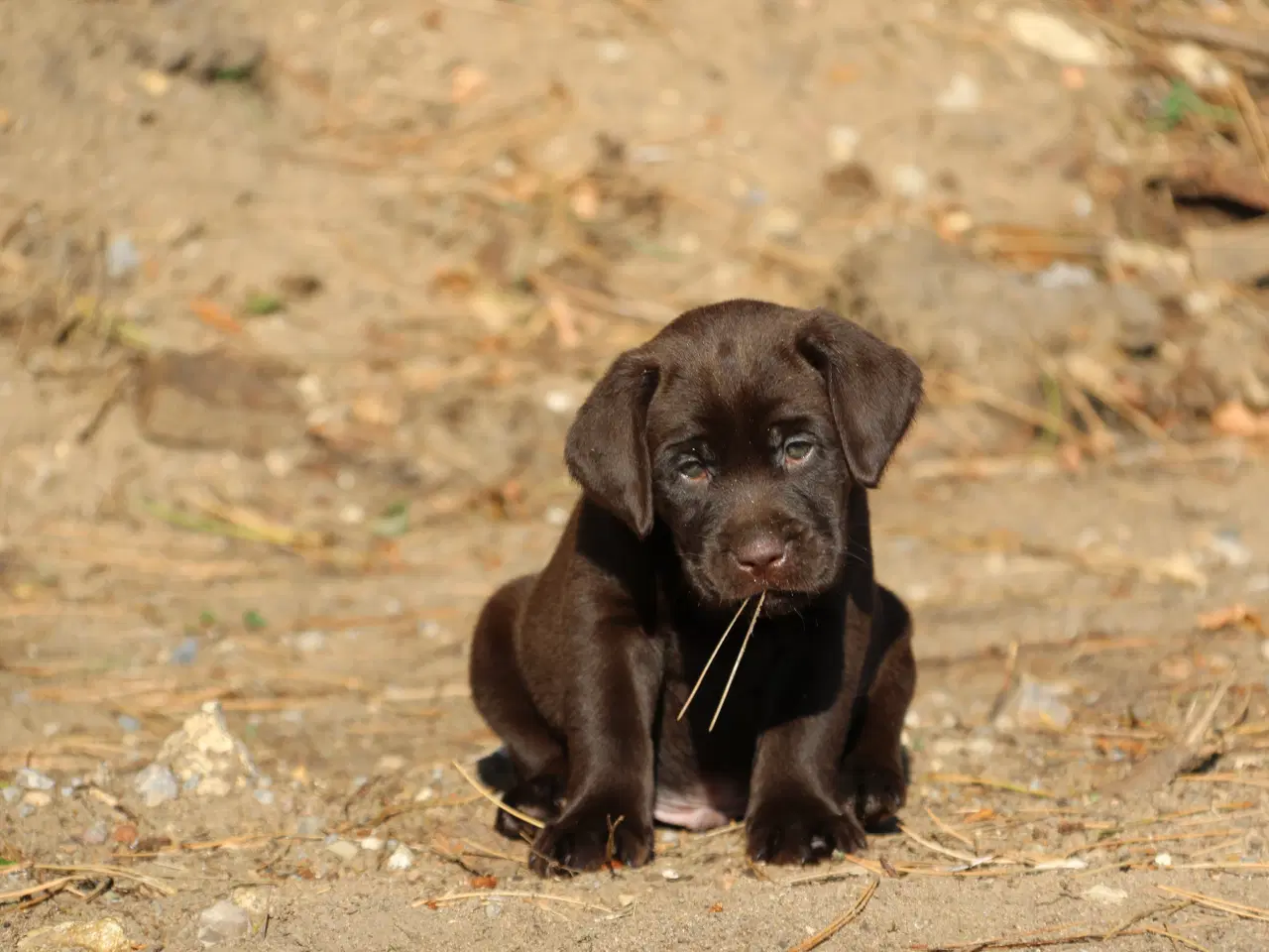 Billede 3 - Labrador