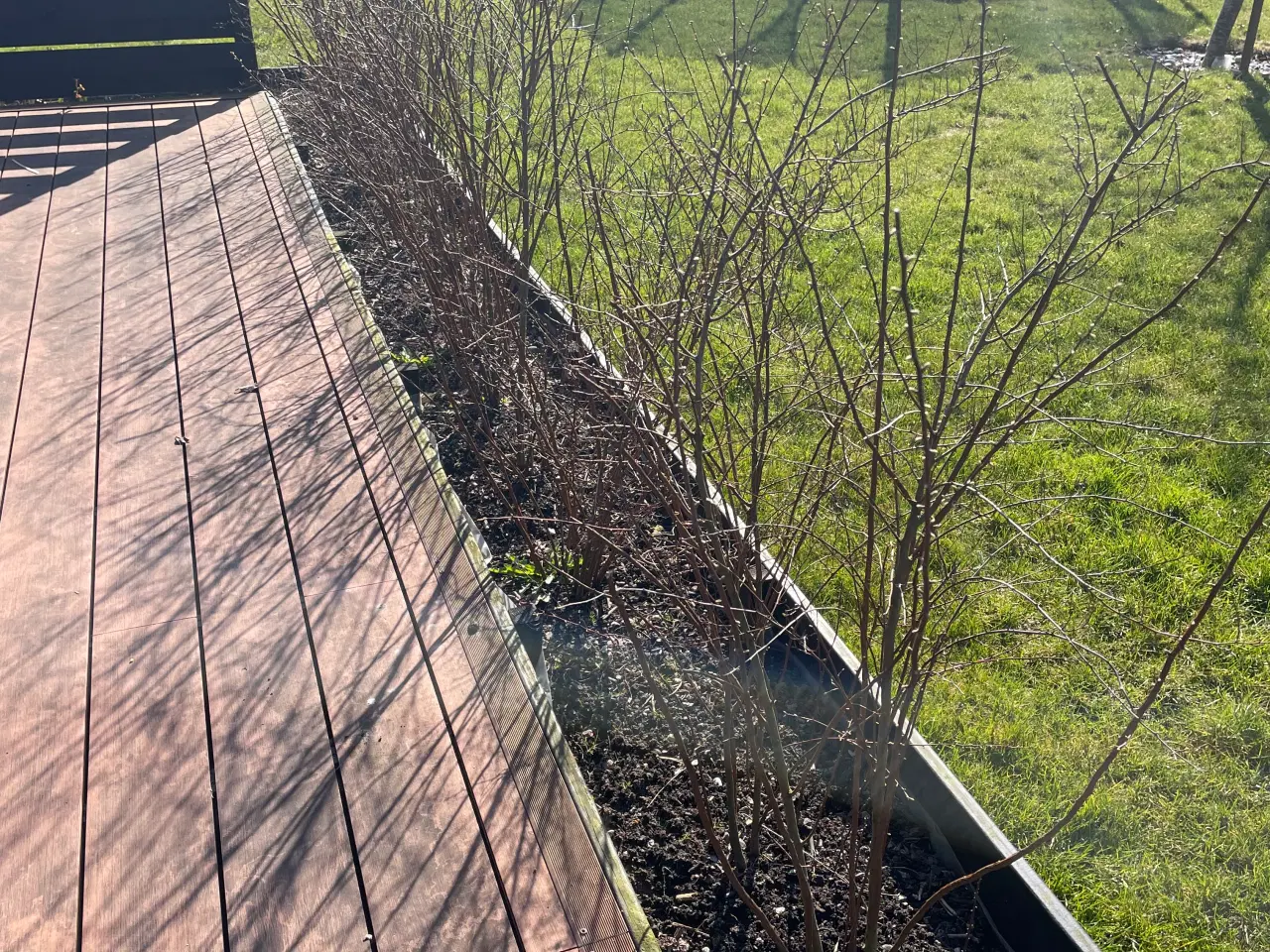 Billede 2 - 12 x Spirea hæk planter