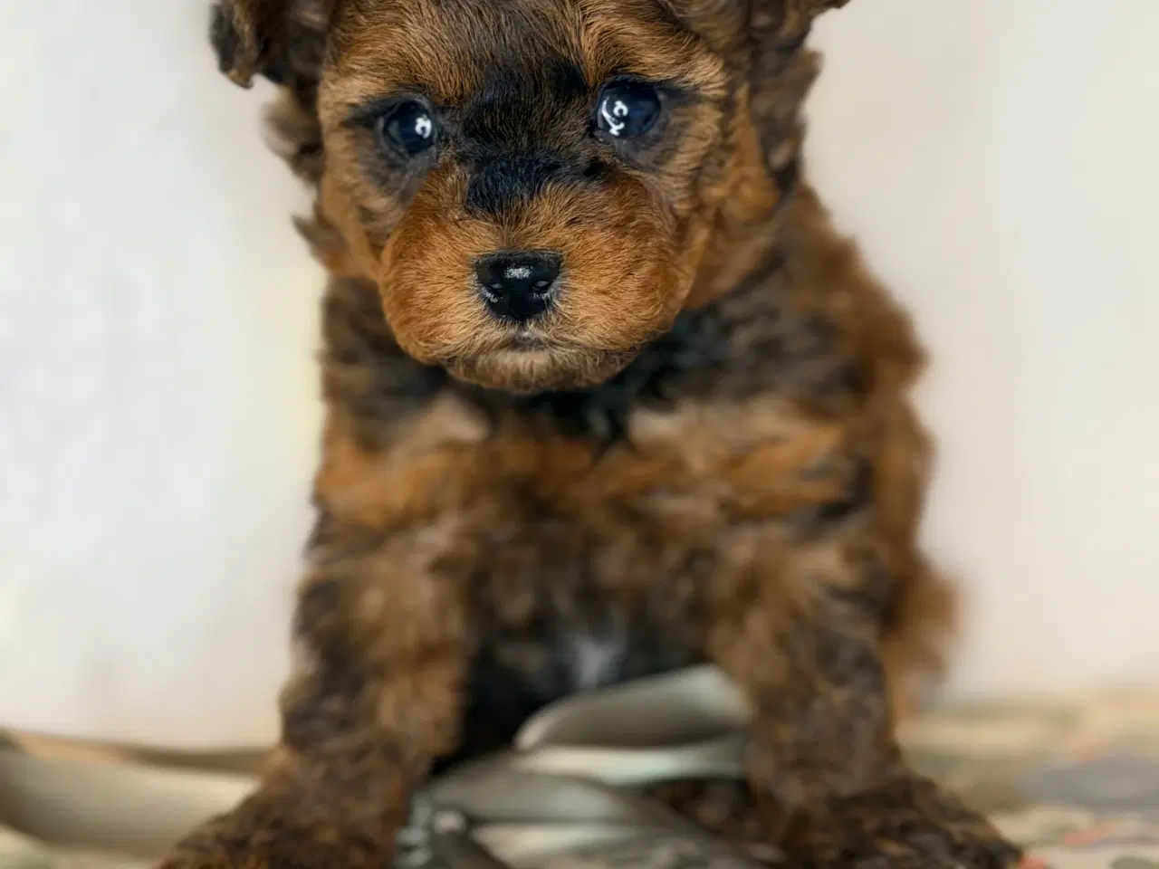 Billede 6 - Pomapoo F1B