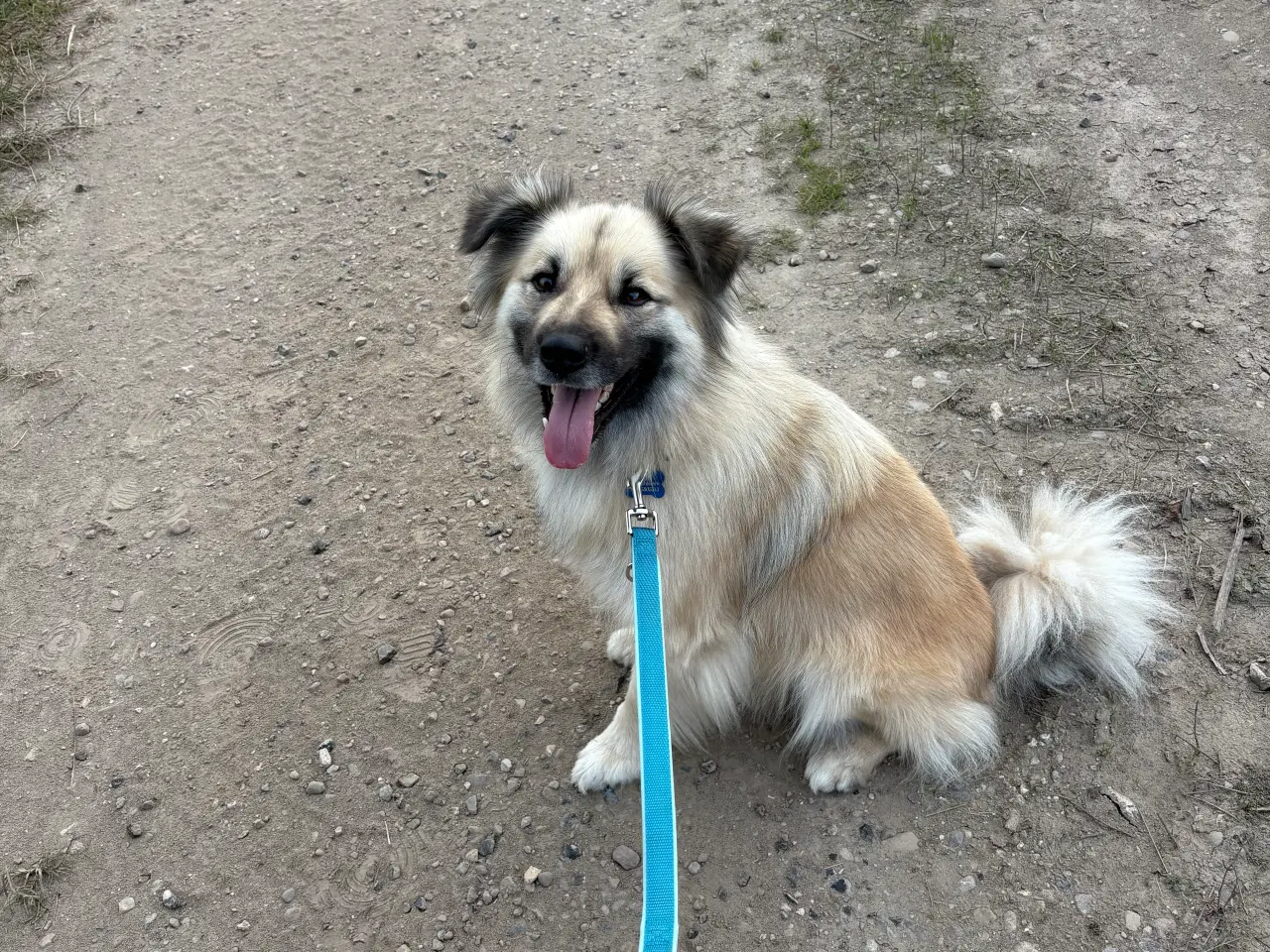 Billede 2 - Islandsk fårehund 