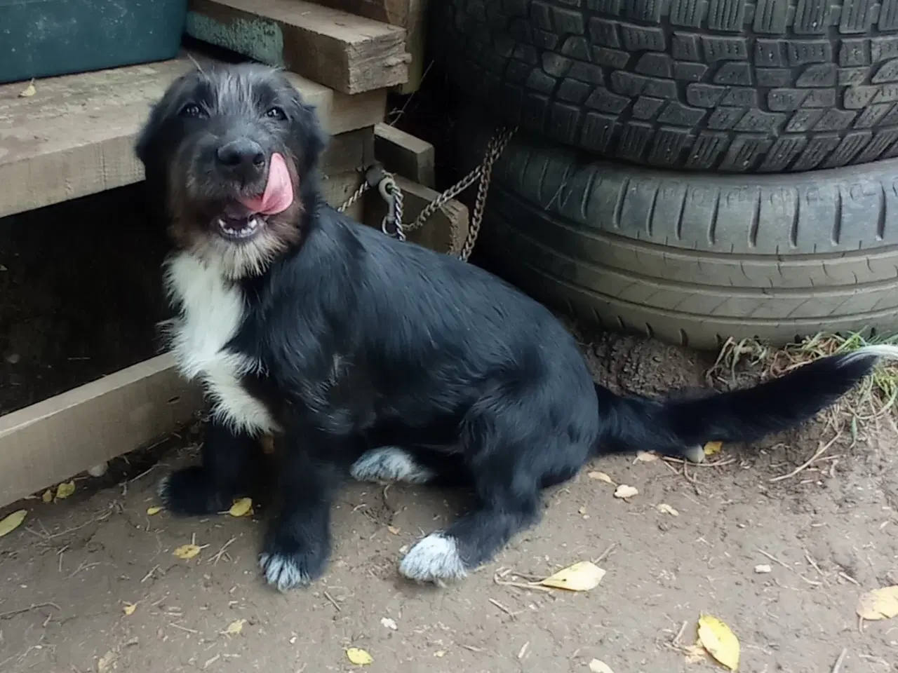 Billede 4 - Allis - Frisk lille kærlig pige