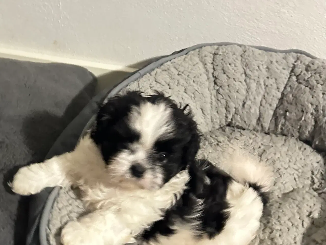 Billede 3 - Sød og allergivenlige Shih-Tzu hvalpe🐶