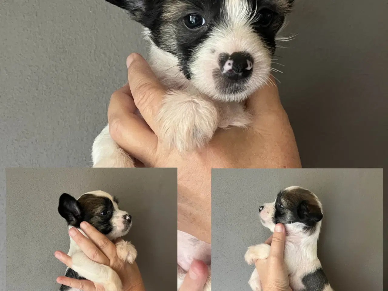 Billede 2 - Hvalpe, Chinese Crested