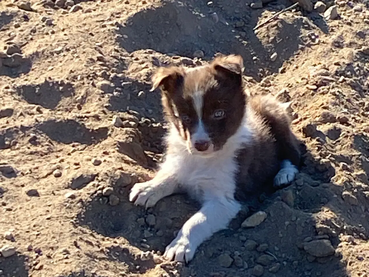 Billede 9 - Border Collie 