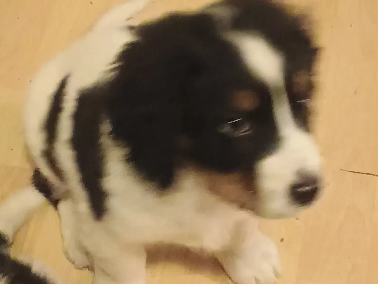 Billede 4 - Berner Sennen/Cocker Spaniel/Isl. Fårehund 