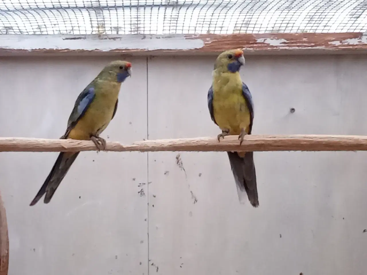 Billede 1 - Gul rosella