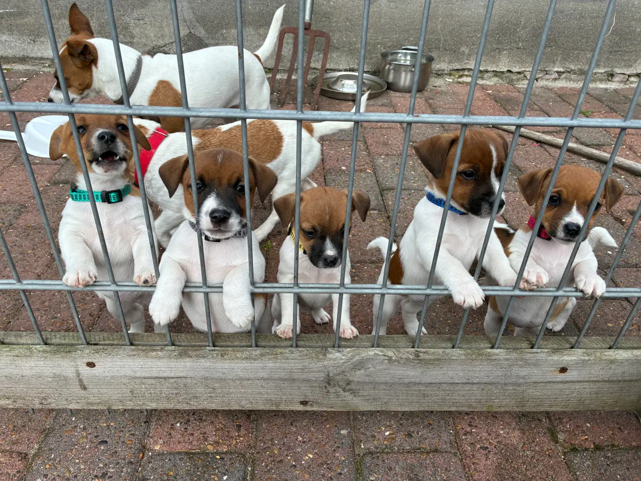Billede 3 - jack russel terrier hvalpe