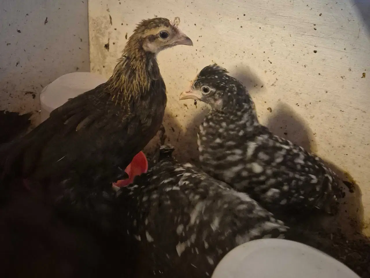Billede 2 - Grønlægger kyllinger cream legbar 