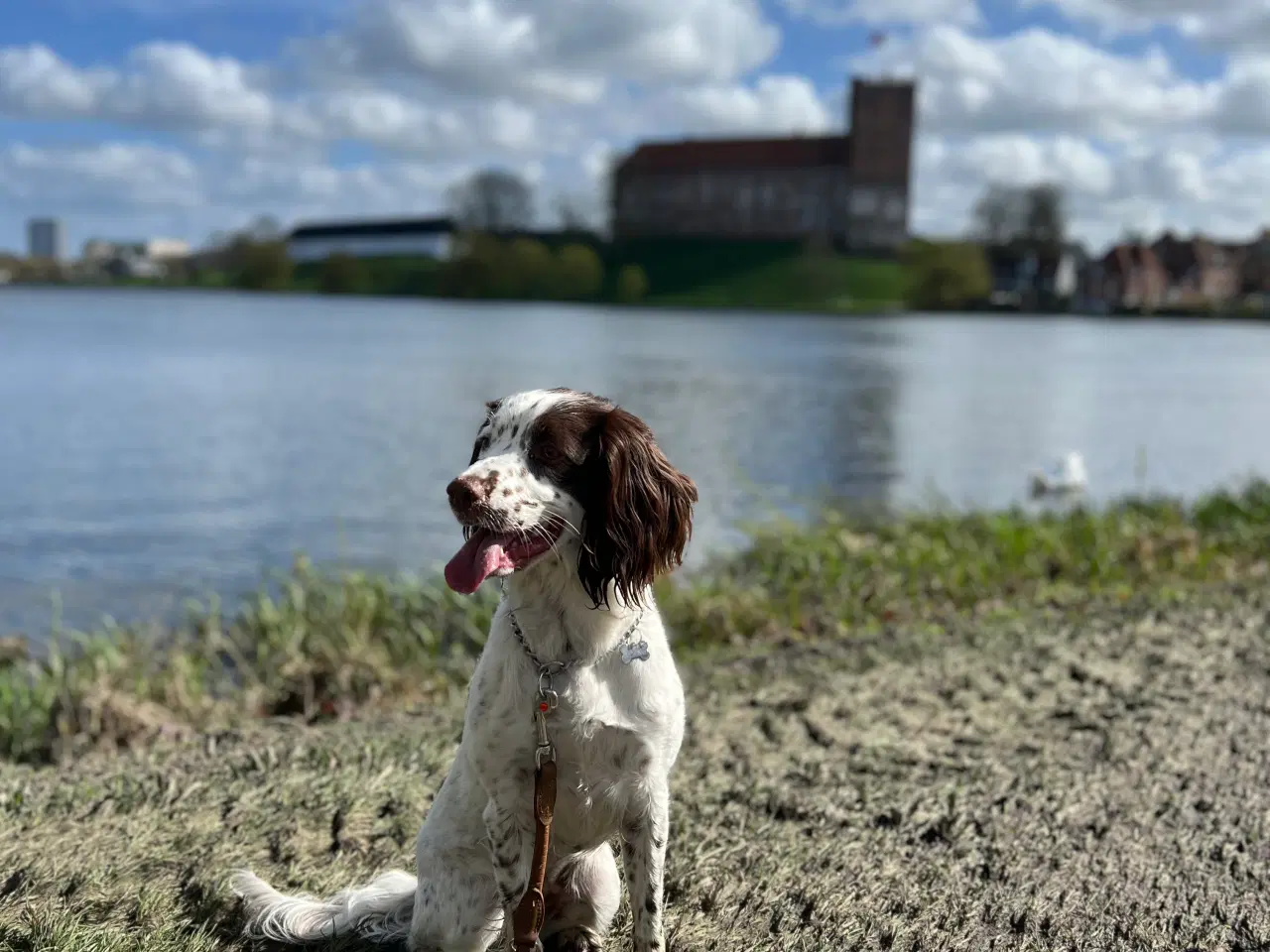 Billede 3 - Springer Spaniel/Kleiner hvalpe