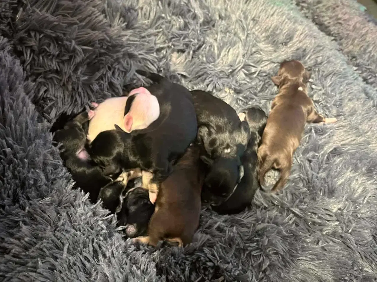 Billede 2 - Bishon Havanais Halvpe