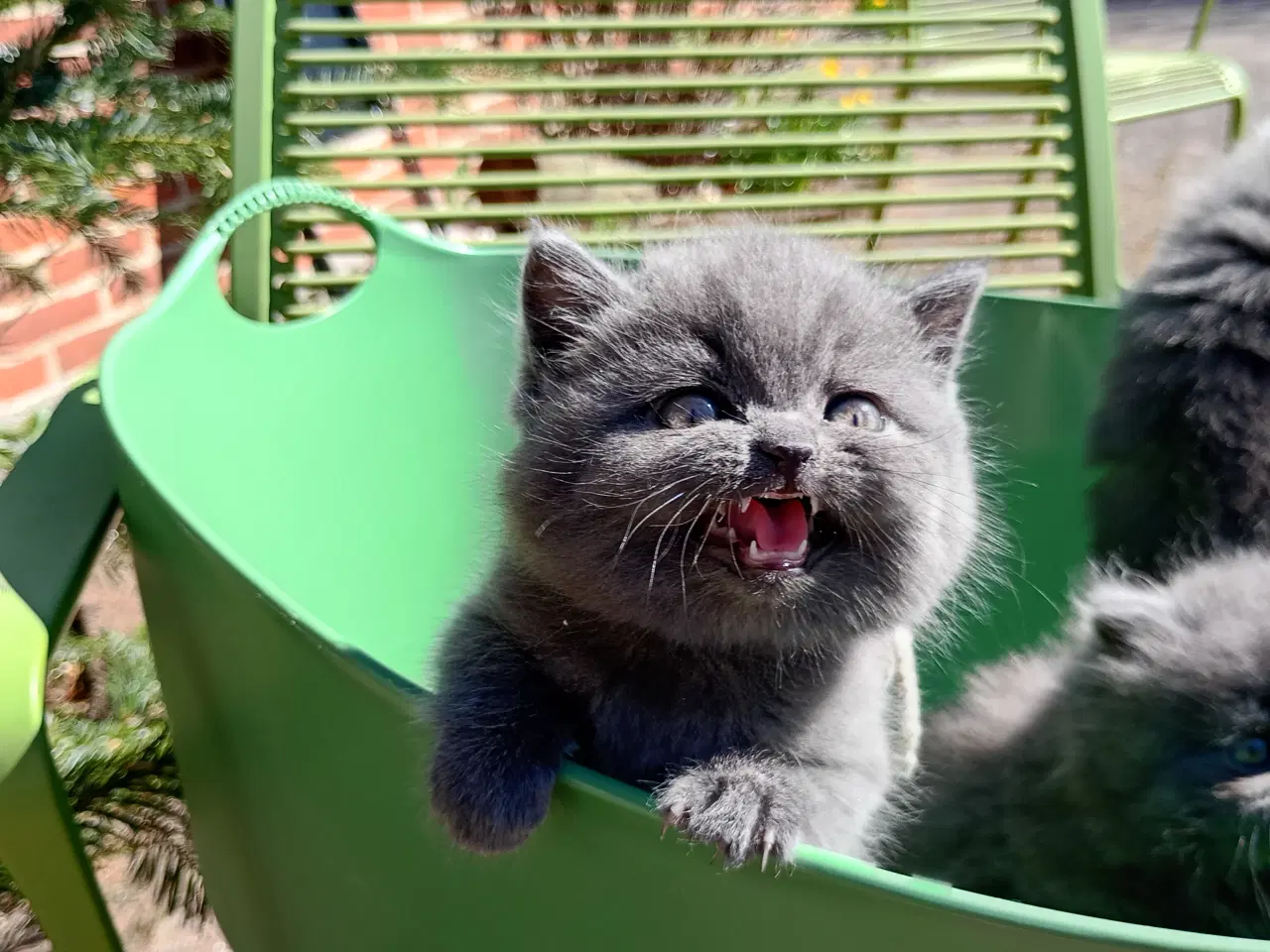 Billede 10 - British shorthair pige - RESERVERET