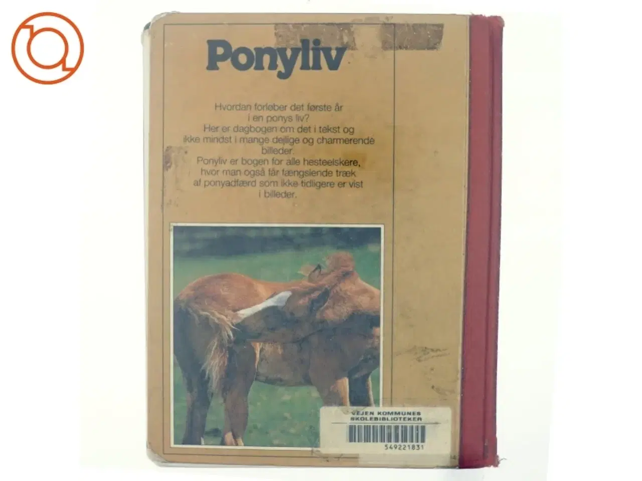 Billede 3 - Ponyliv, det første år i et føls liv