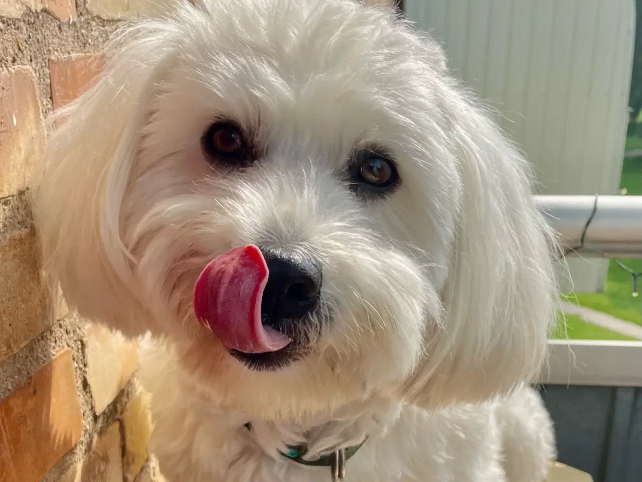 Billede 6 - Bichon Havanais tilbydes til PARRING