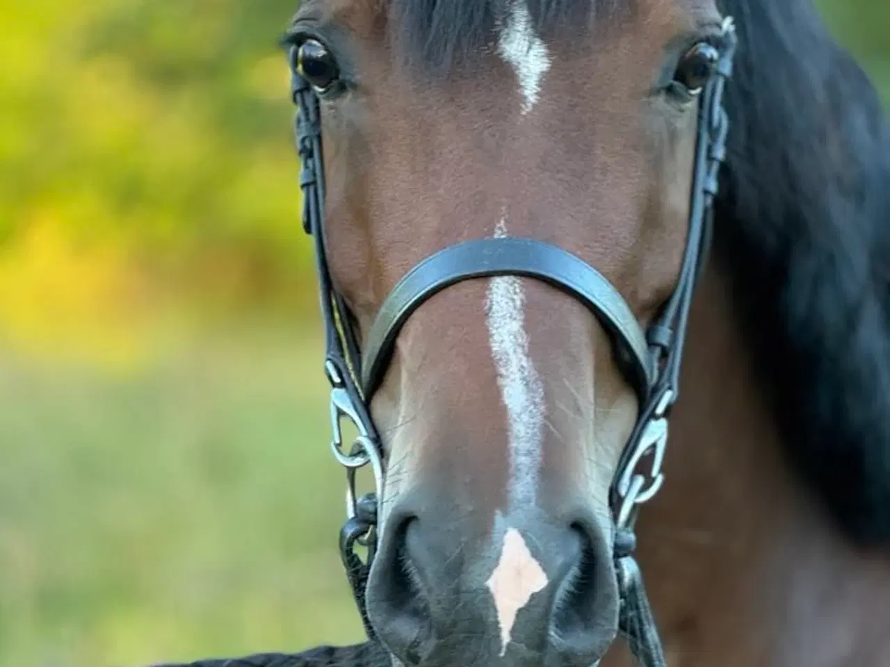 Billede 2 - Welsh Cob - Kvalitetspony med et hjerte af guld