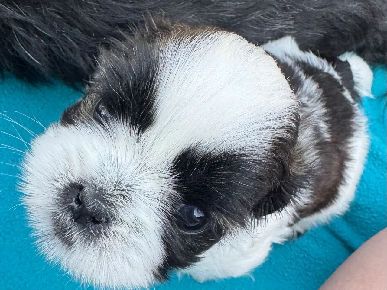 Billede 7 - Shih Tzu hvalpe 