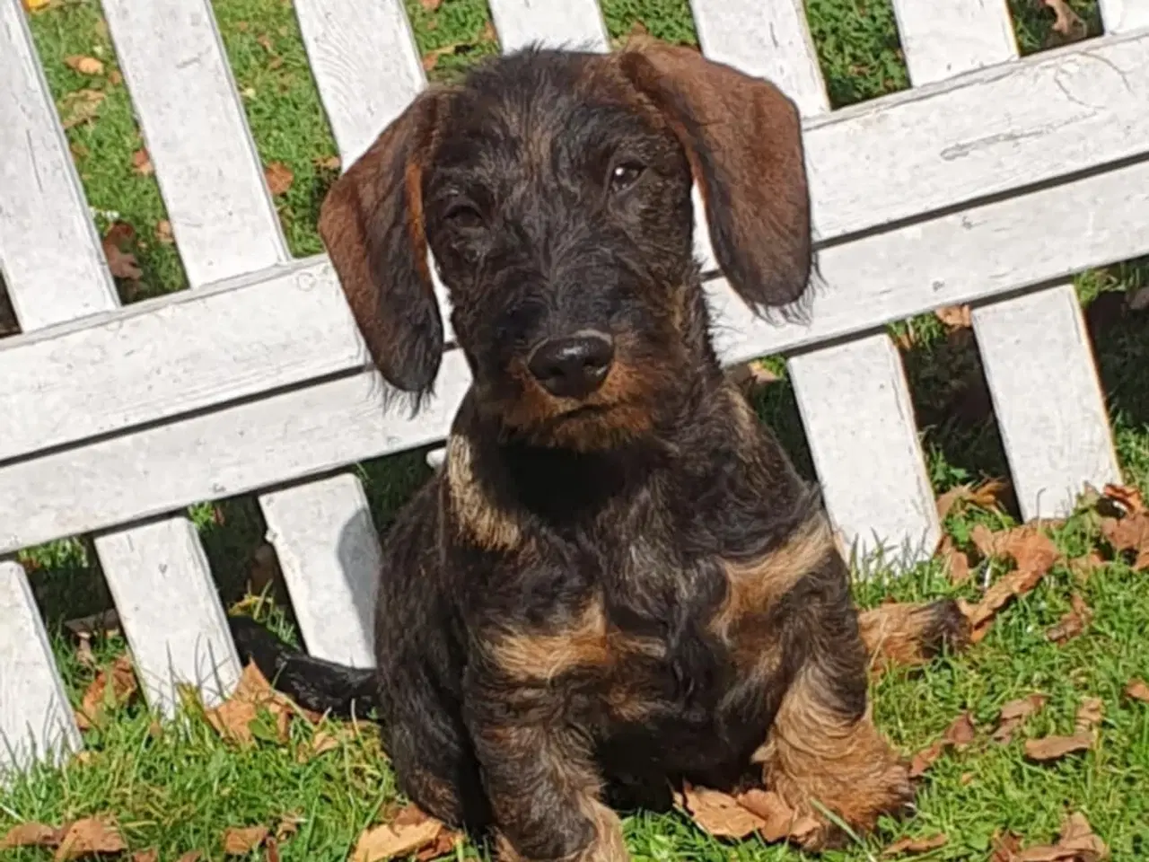 Billede 1 - Gravhunde hvalpe hanner