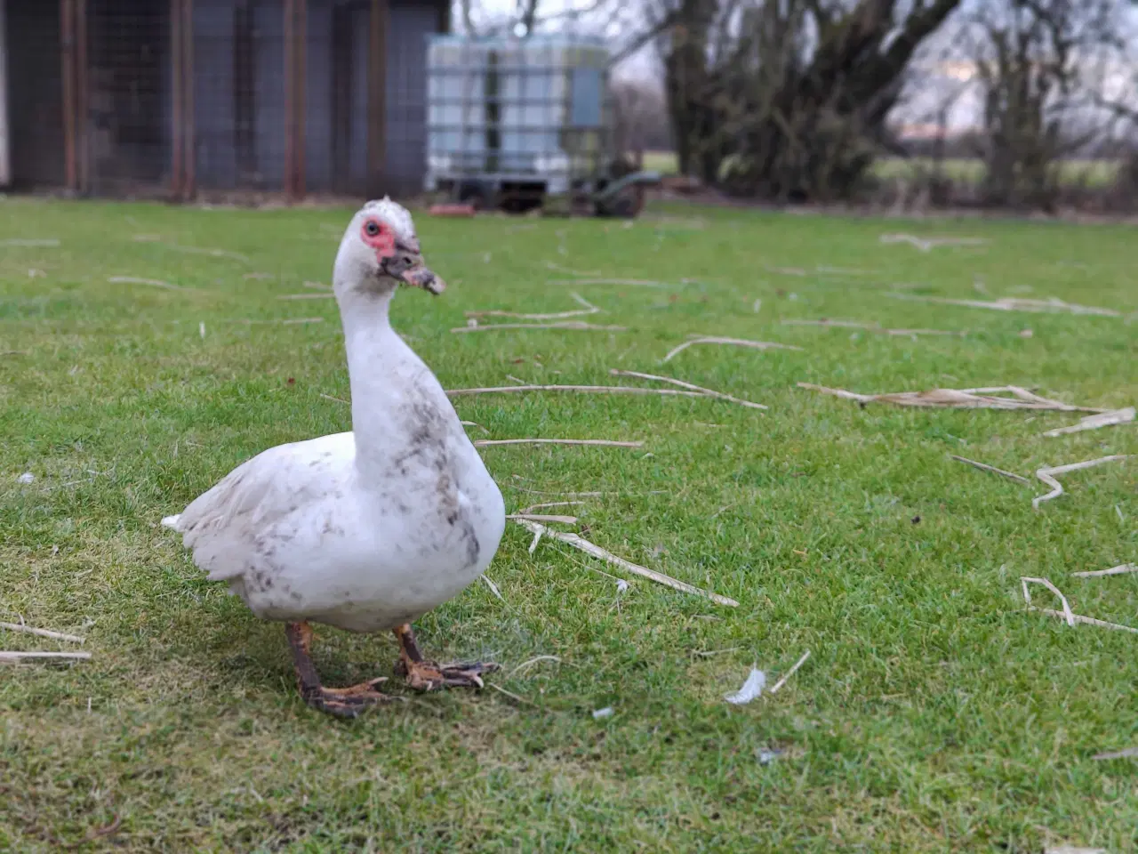 Billede 2 - 5 moskus 3,2 søger nye foderværter