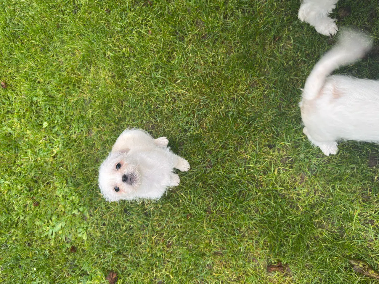 Billede 2 - Han Hvalpe 