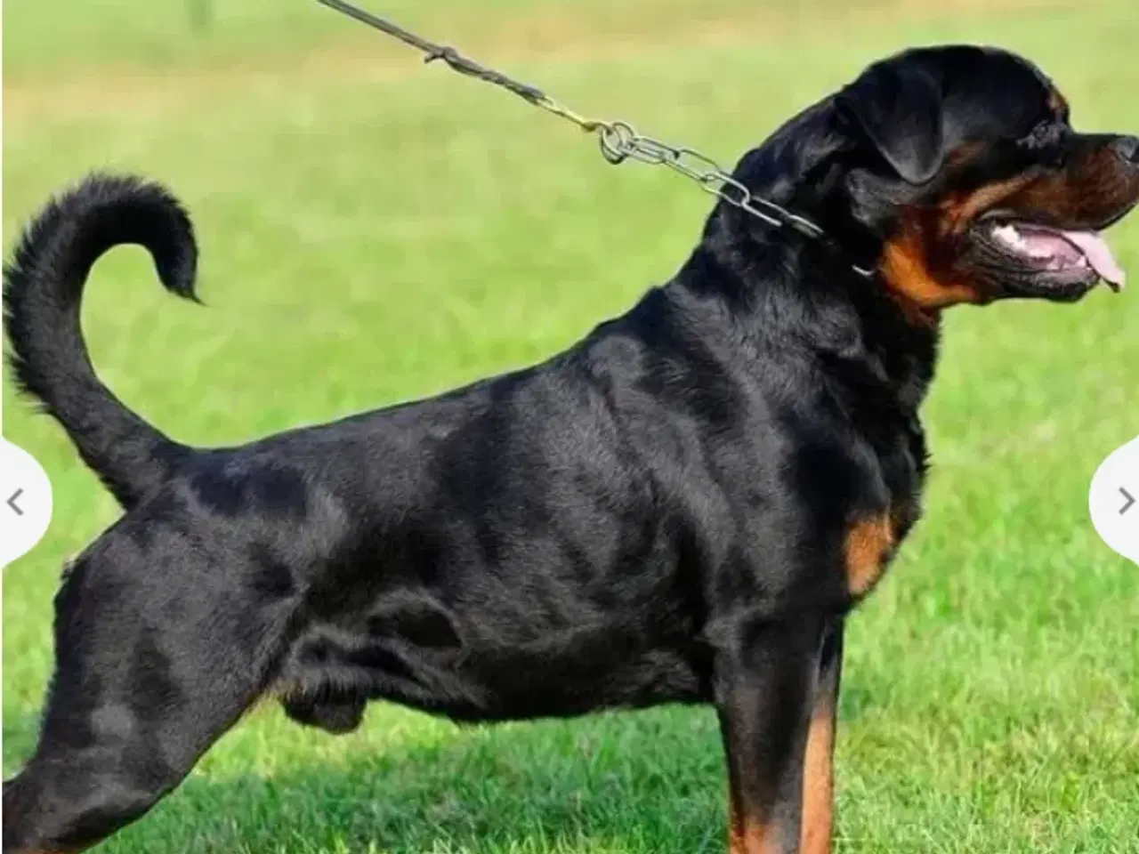 Billede 7 - Lækker rottweiler/ 12 % Cane Corso tæve 8 mdr