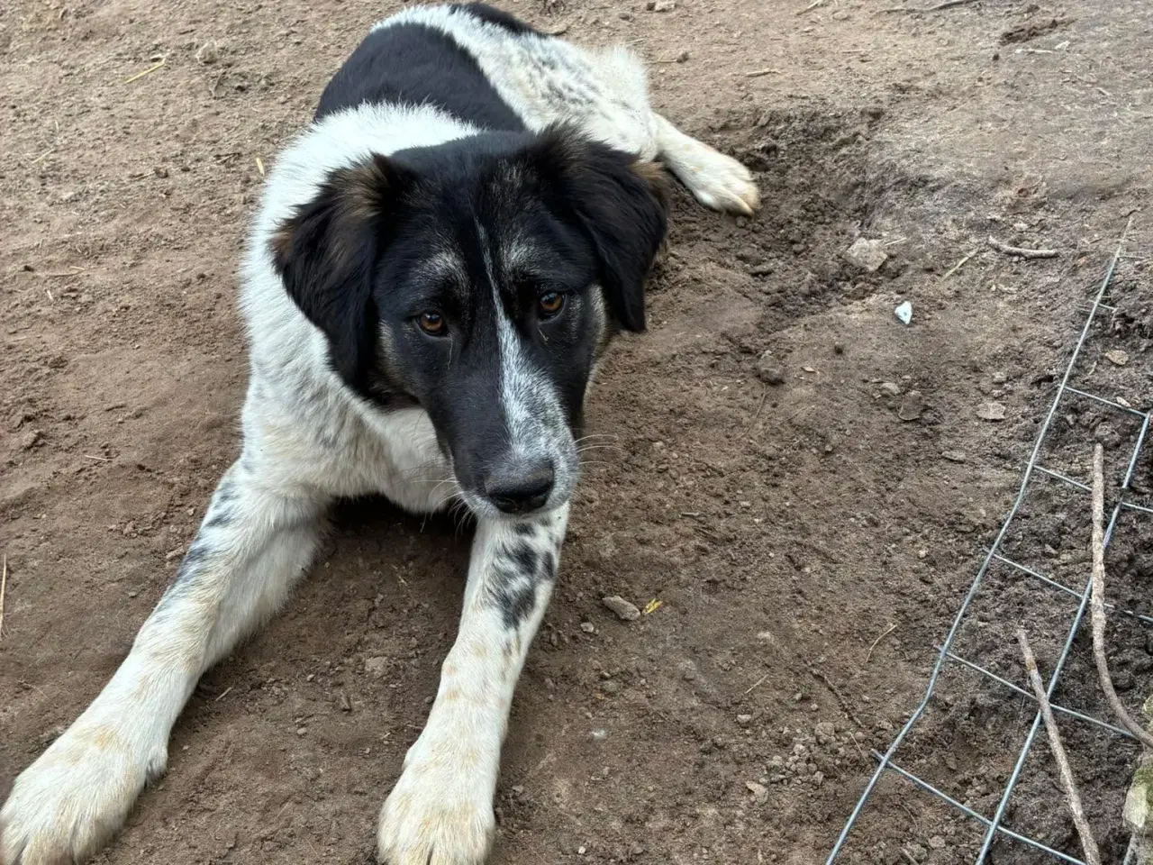 Billede 9 - Vidunderlige Lumos søger et hjem 🩷