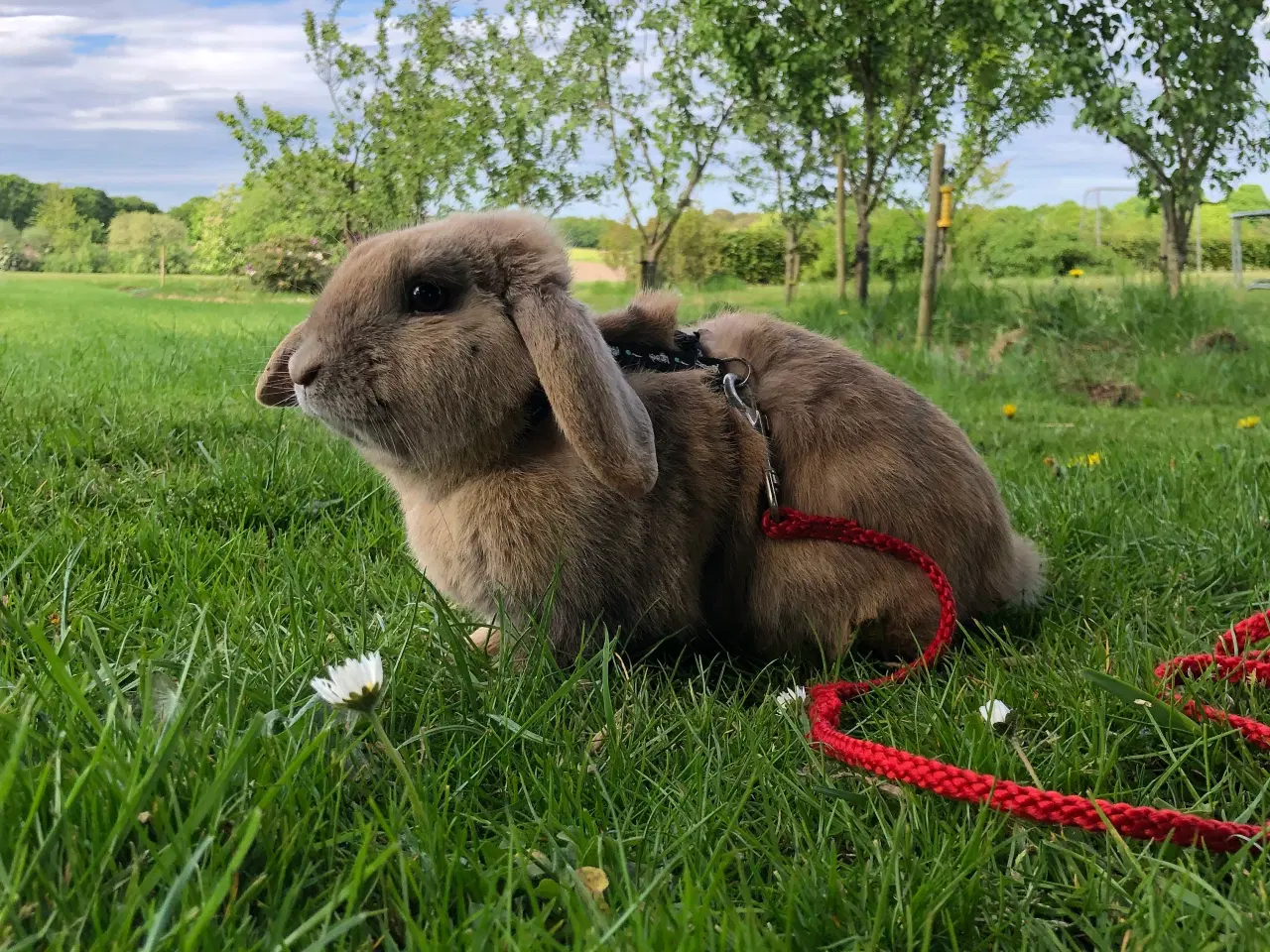 Billede 5 - Kælen dværgvædder han kanin. 