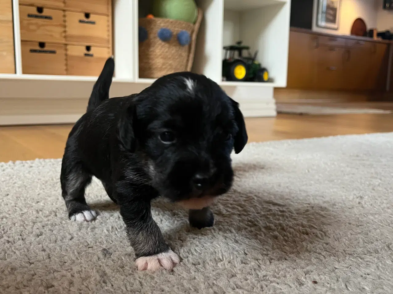Billede 13 - 3 tævehvalpe sælges - Jack Russell / Bichon Havana