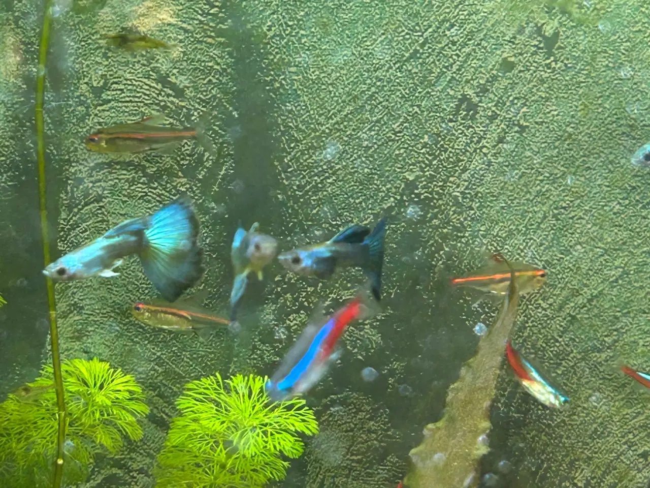 Billede 8 - 🐟🔵 Blue Moscow Guppy Par sælges - Viby J