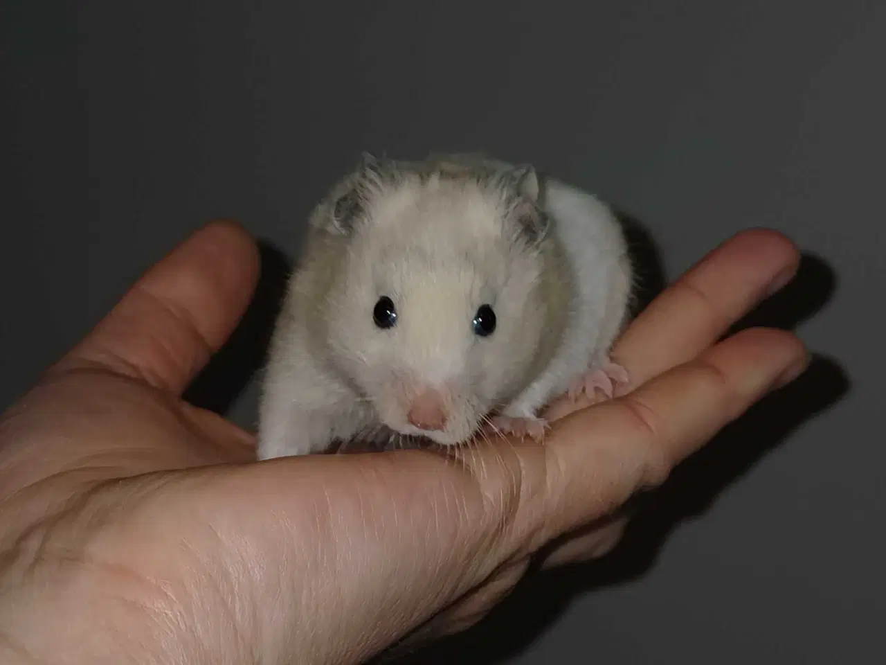 Billede 19 - Guldhamster unger