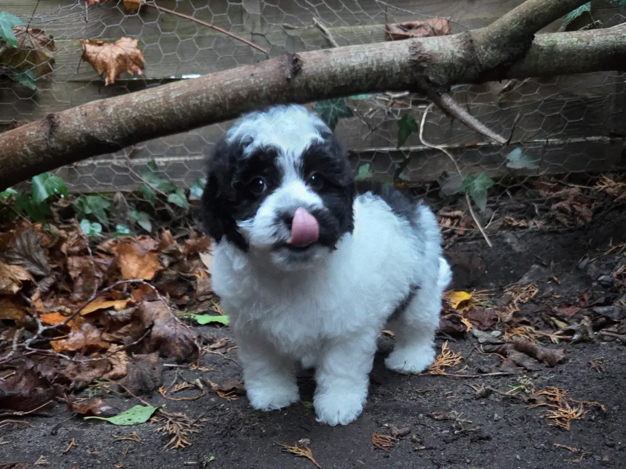 Billede 3 - Havapoo tæve hvalp❤️🐶