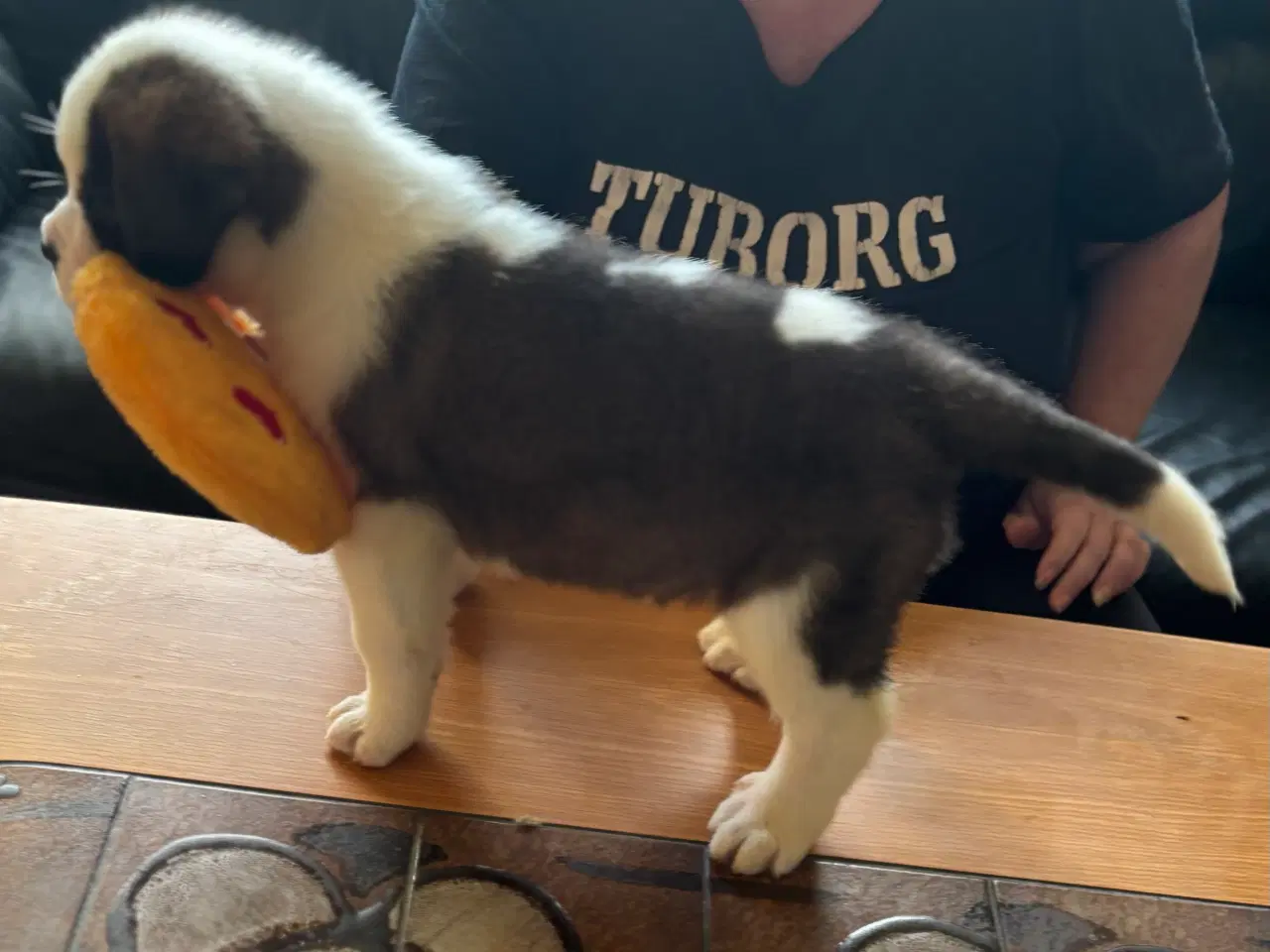 Billede 4 - Kort håret Sankt Bernhard hvalpe