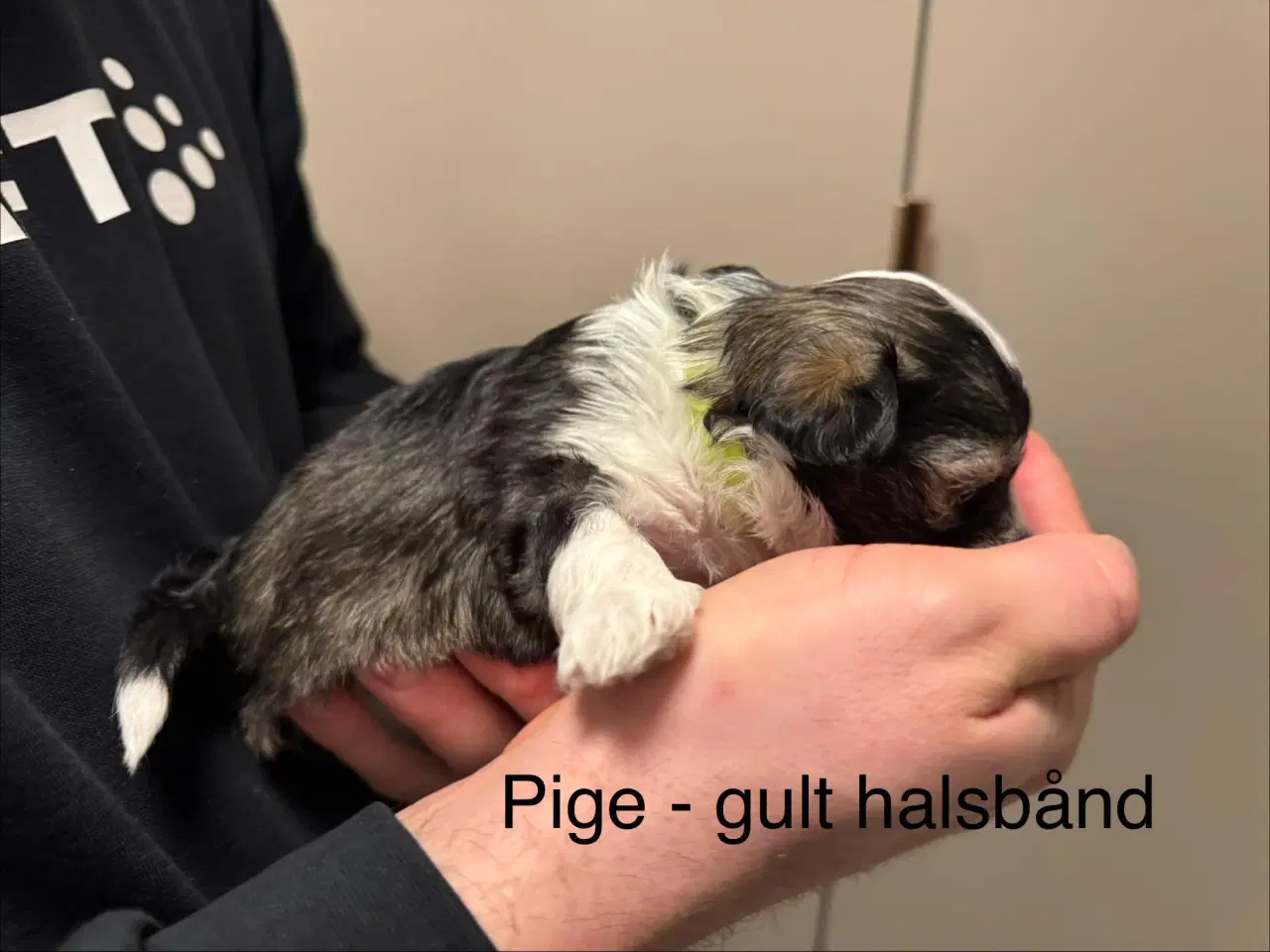 Billede 8 - Bichon havanais 2 hunner og 2 hanner 