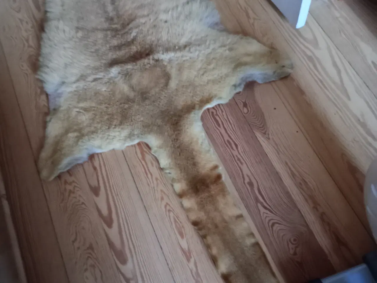 Billede 1 - Kænguru - skind