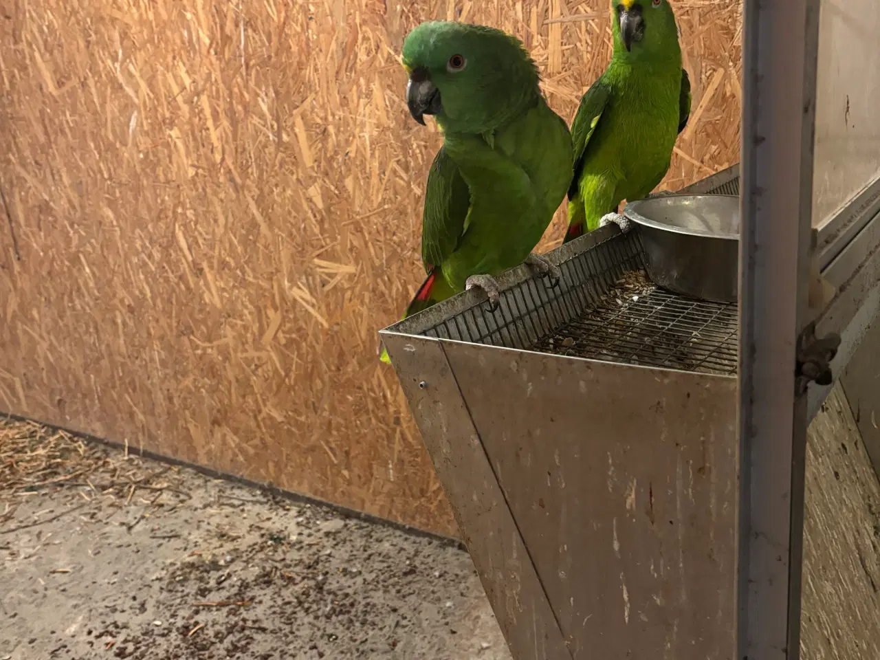 Billede 1 - 2.2 Gulnakket Amazonpapegøje