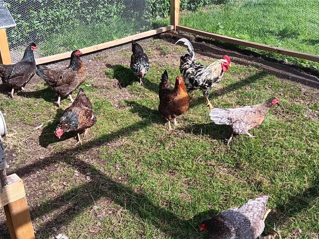 Billede 5 - SKÅNSKE BLOMSTERHØNS KYLLINGER 🐣🐥🐤