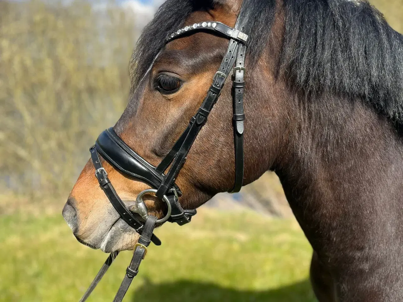 Billede 2 - Allround 2’er pony søger sin nye familie 