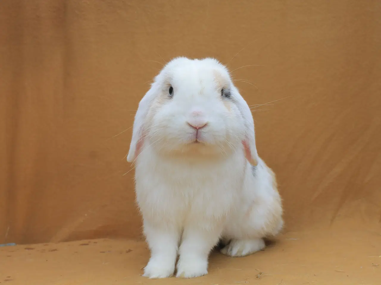 Billede 2 - Champagne søger ny familie