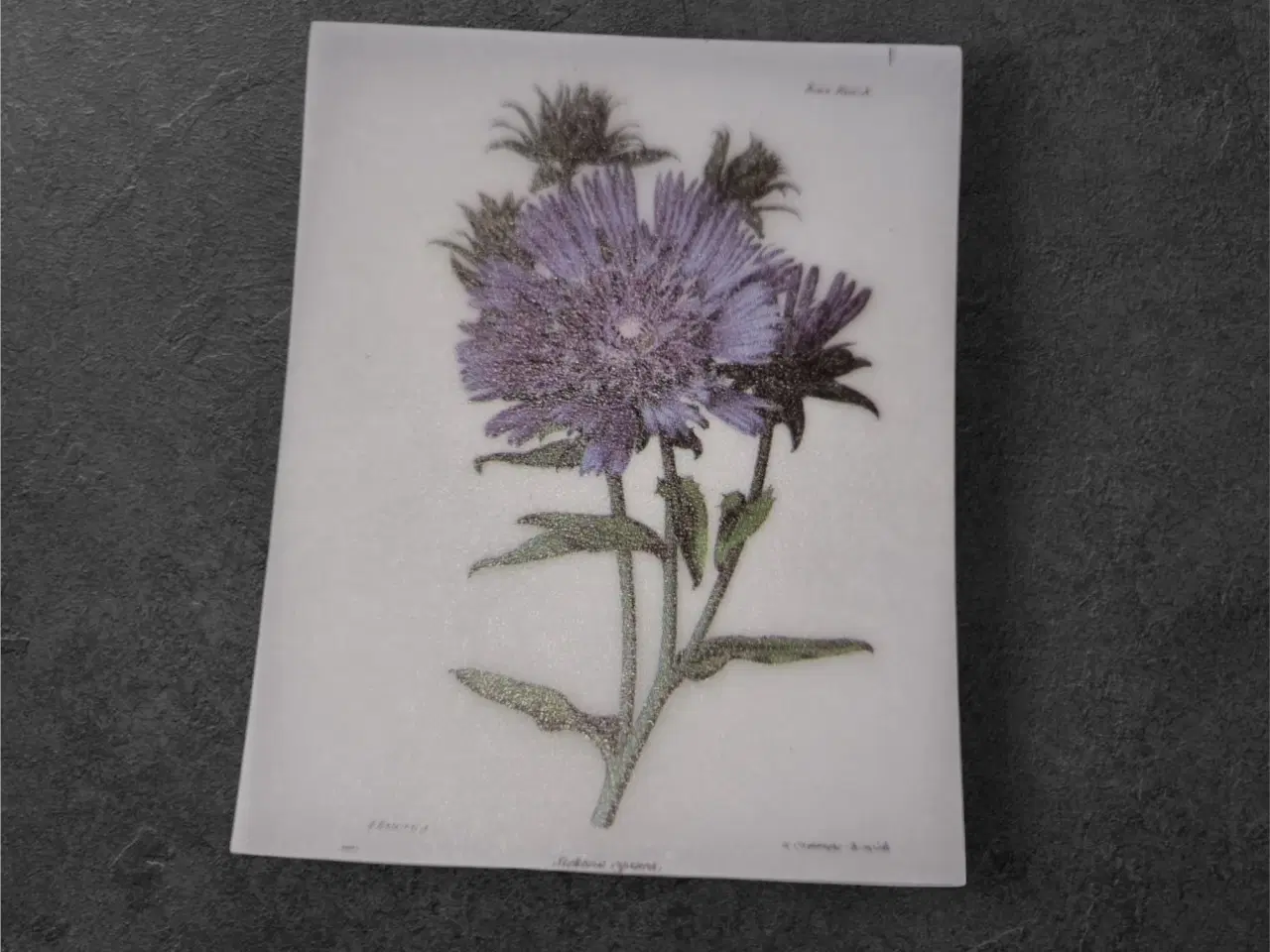 Billede 1 - Papirark med elegant lilla asterblomst Forvandl di