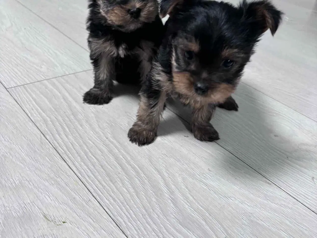 Billede 5 - Yorkshire Terrier hvalpe