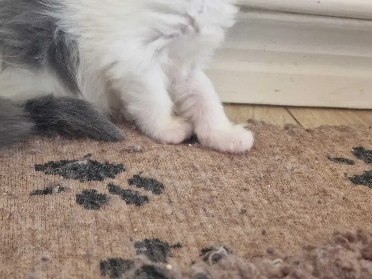 Billede 6 - Mainecoon killinger 