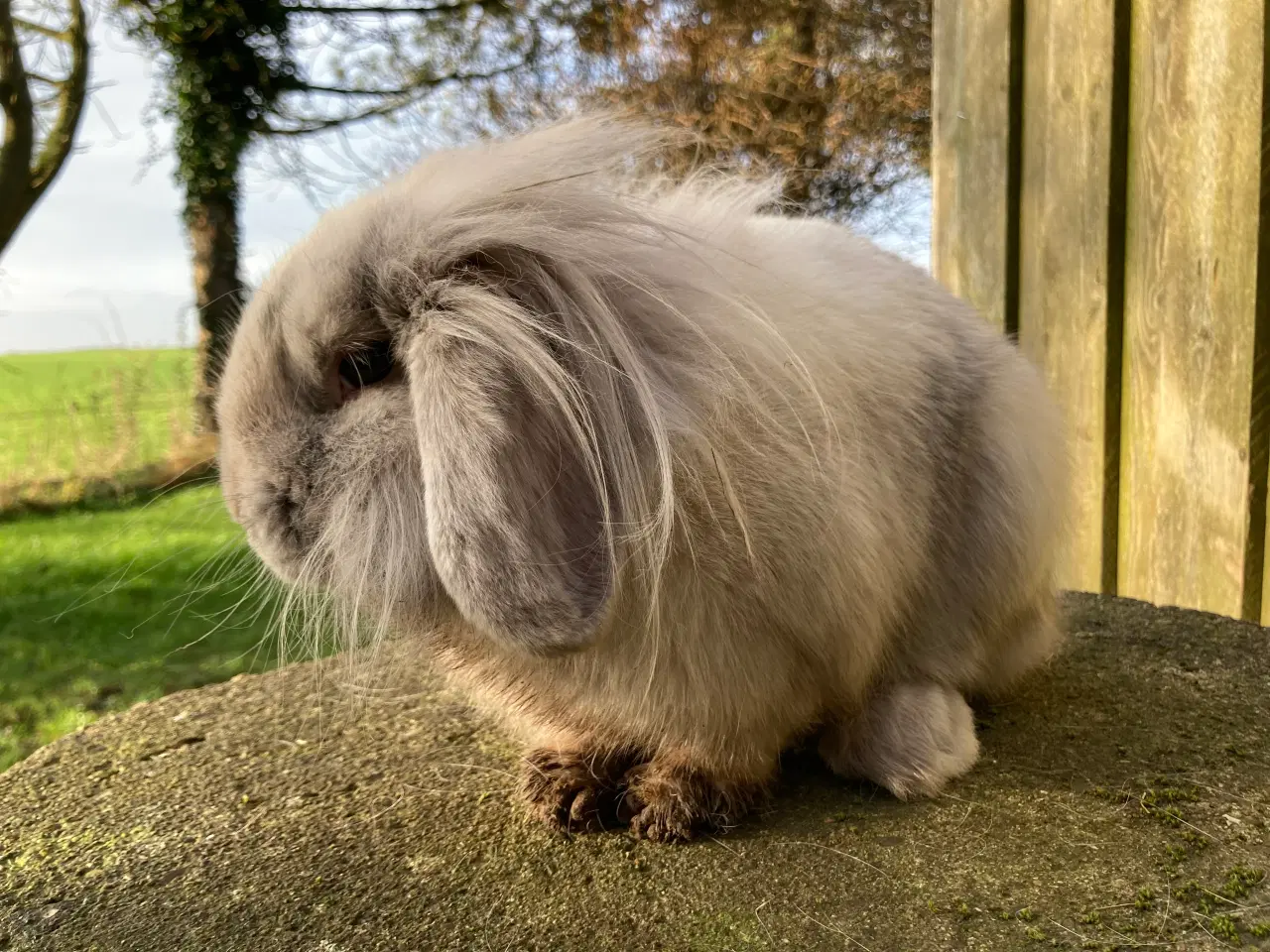 Billede 1 - Lulu søger et kærligt hjem