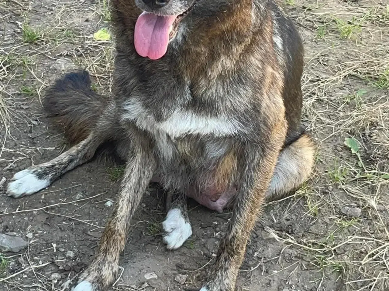 Billede 4 - Uadskilleligt makkerpar søger hjem sammen 🩷