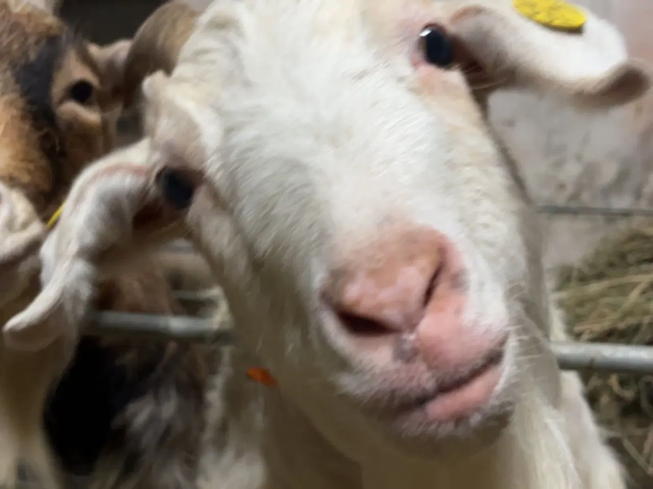 Billede 1 - Liva og Laura søger nyt hjem 