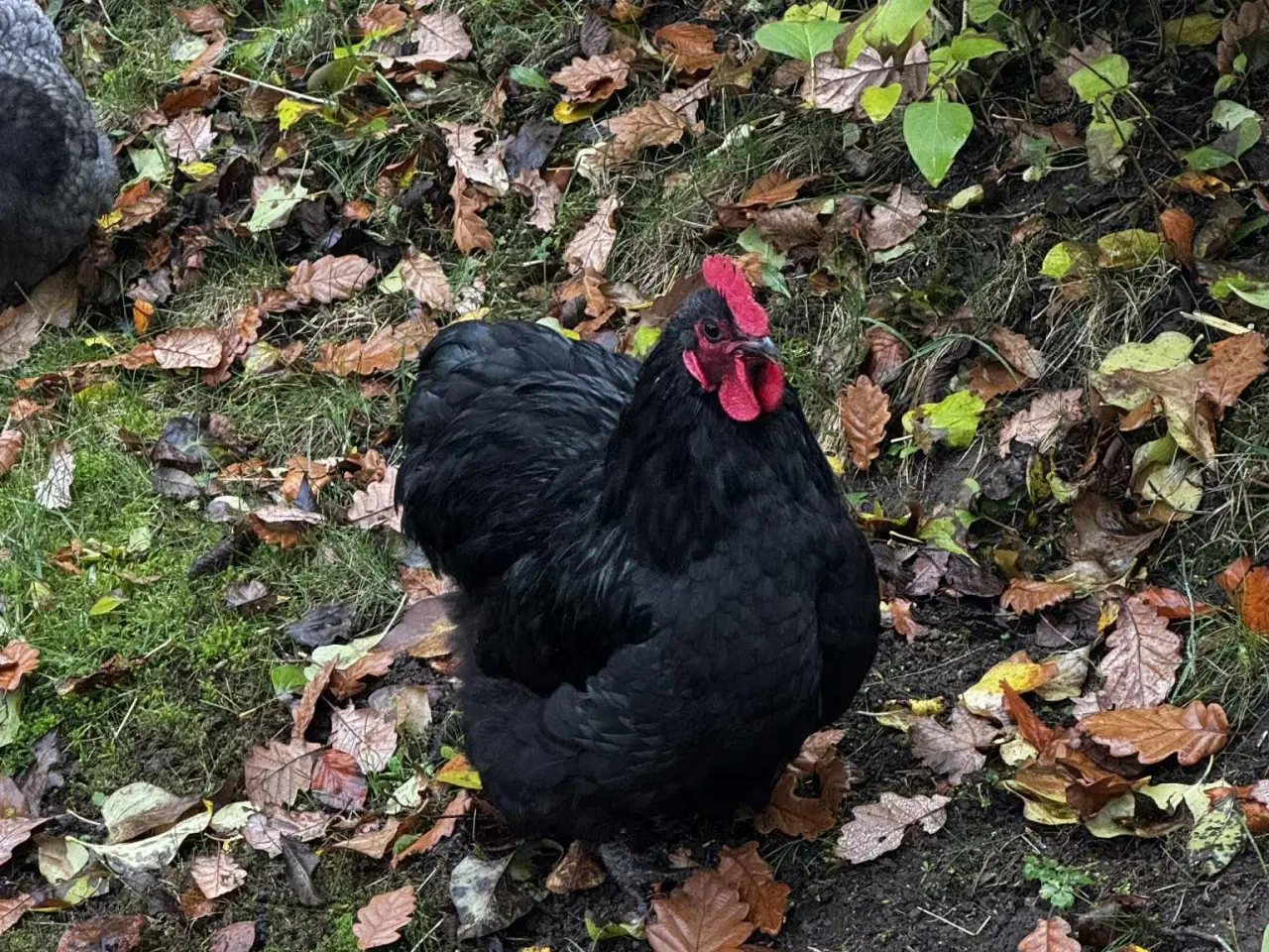 Billede 1 - Dværg orpington hane bortgives