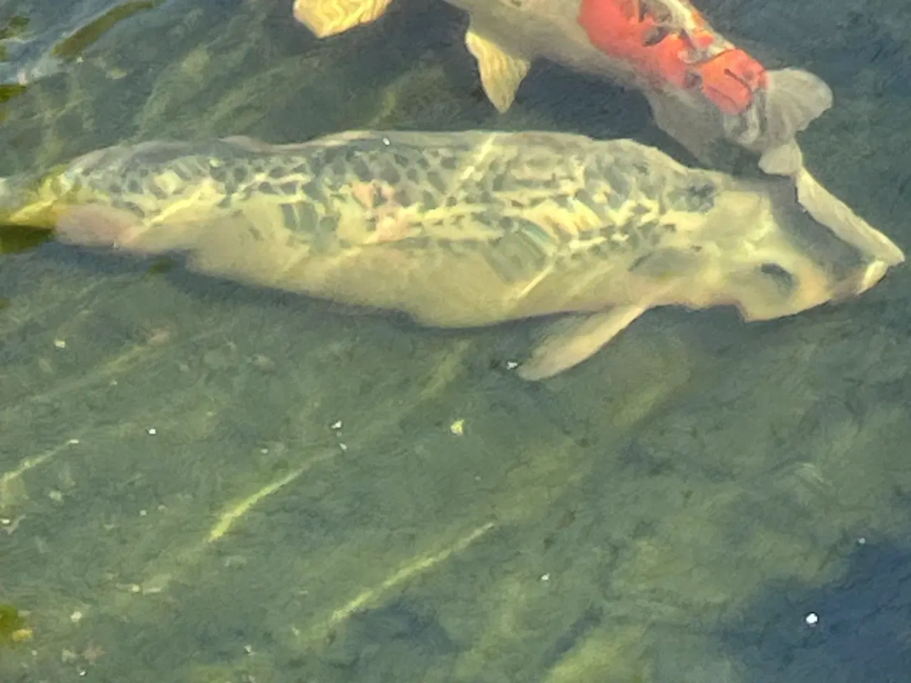 Billede 9 - Koi karper og guldfisk