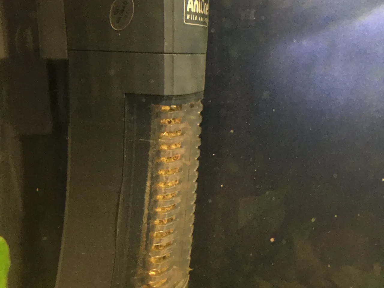 Billede 12 - Sommerfugle cichlide