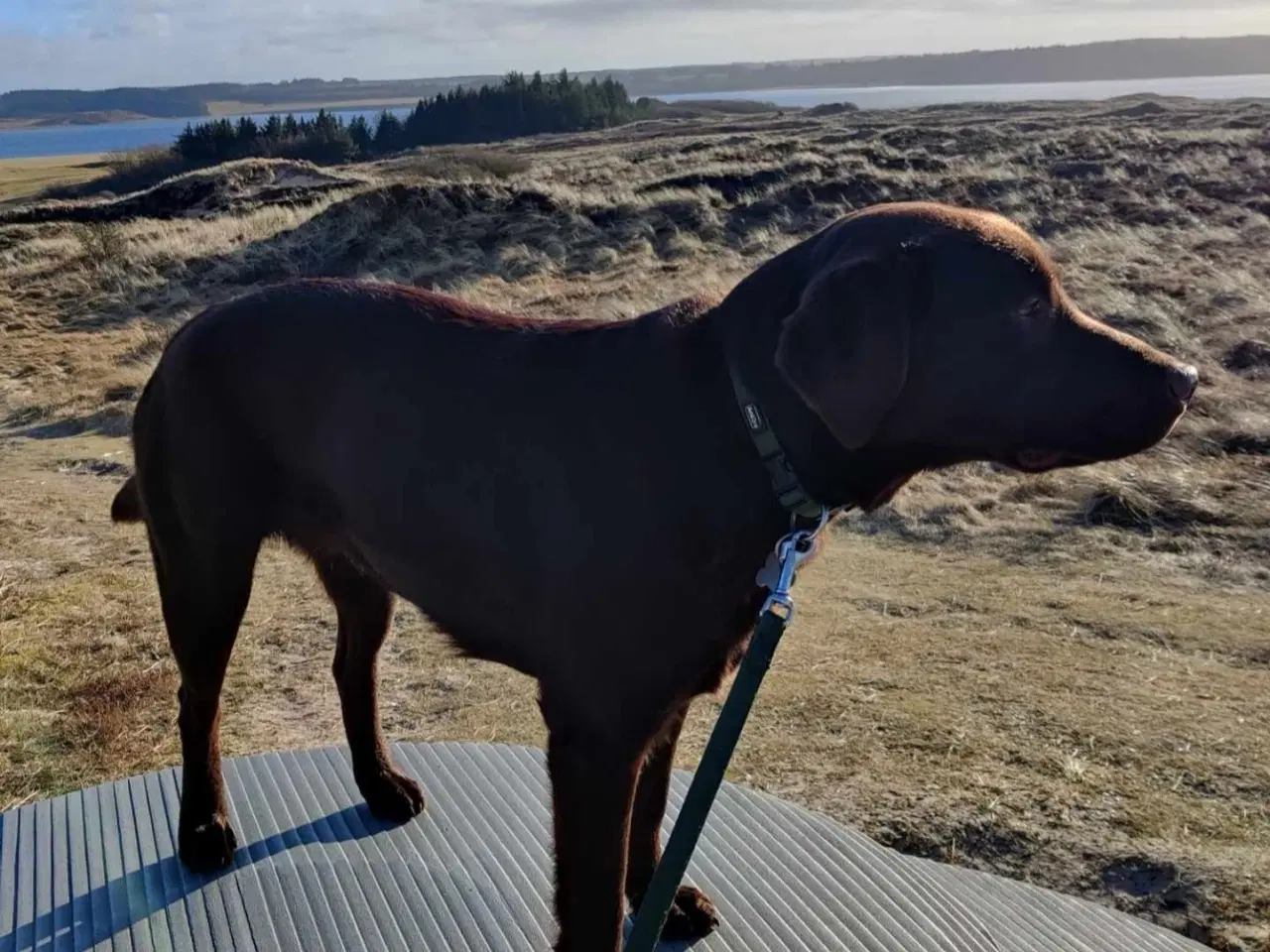 Billede 14 - Brun labrador hvalpe sælges 