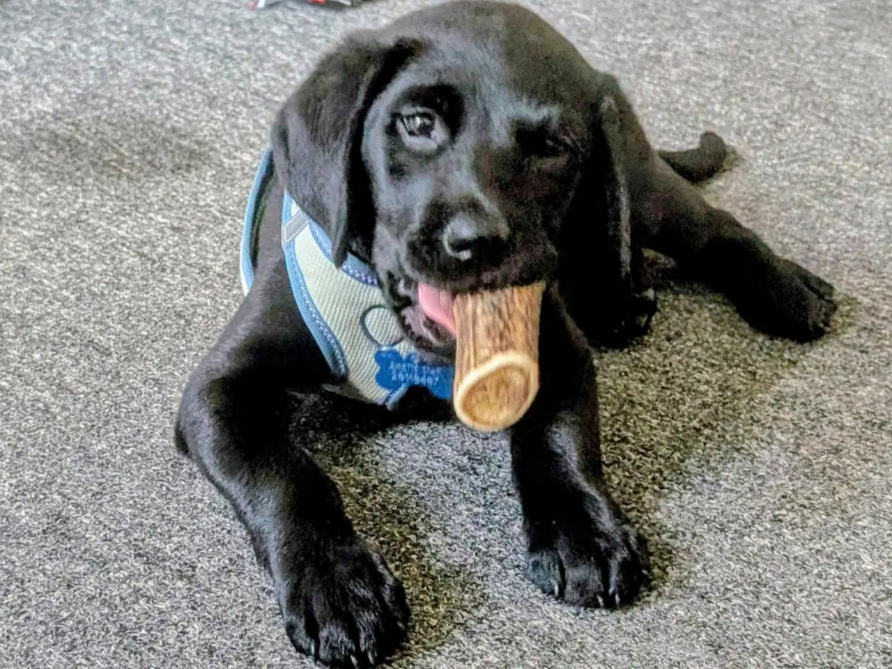 Billede 4 - Labrador retriever hvalp 