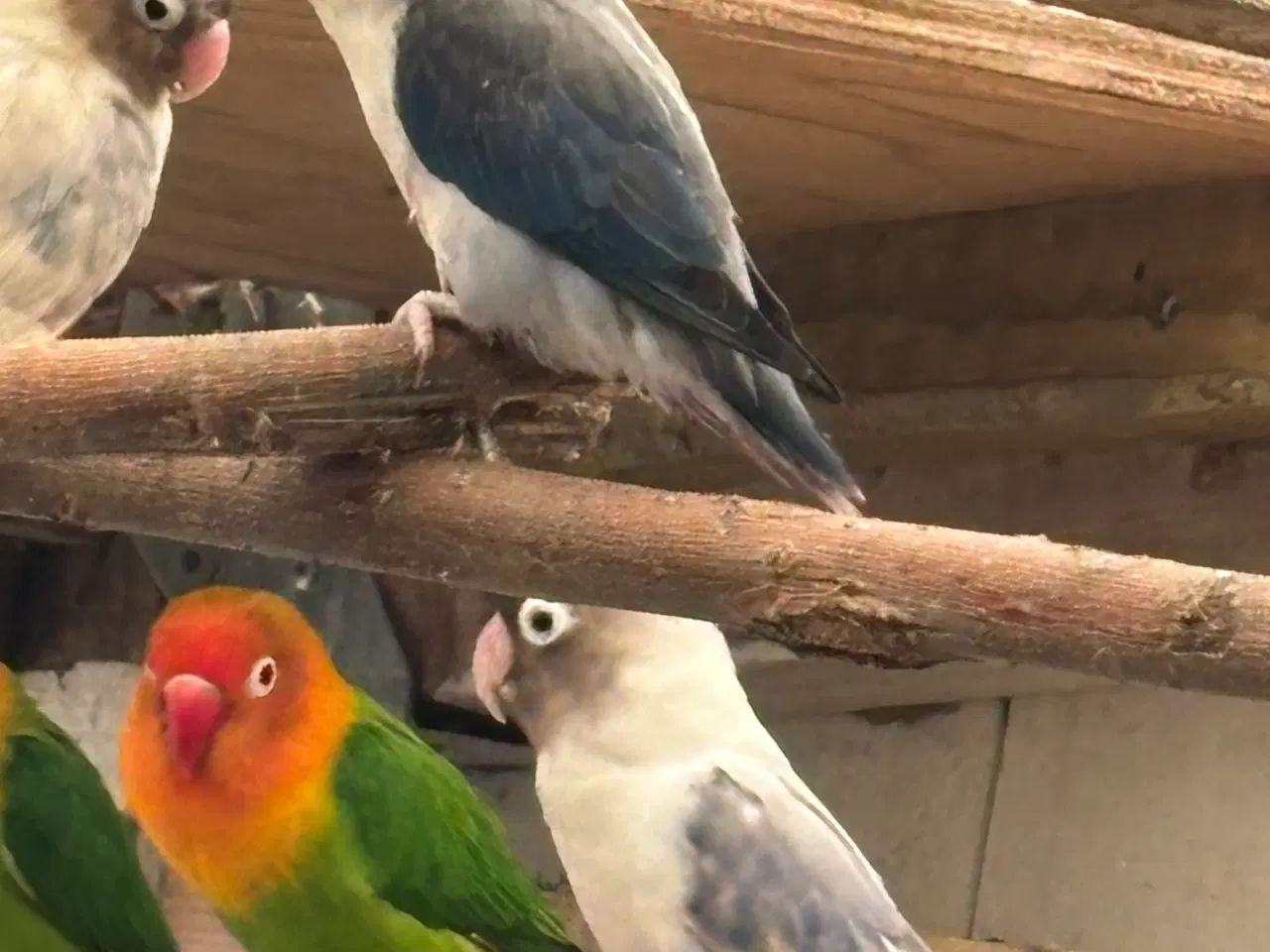 Billede 2 - Rødhovedet dværgpapegøje opalin