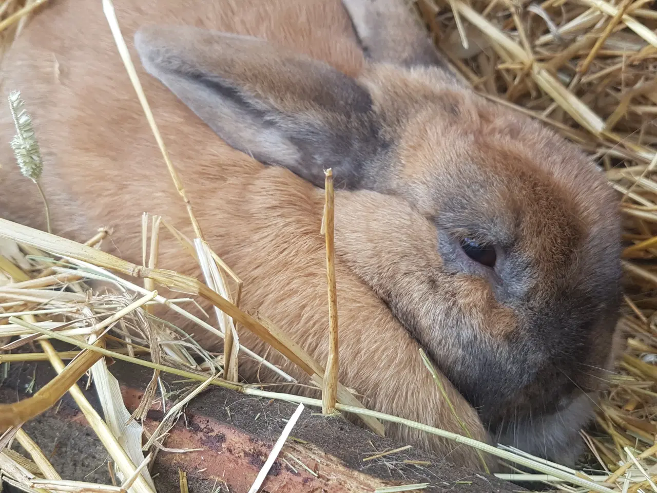 Billede 1 - Kanin