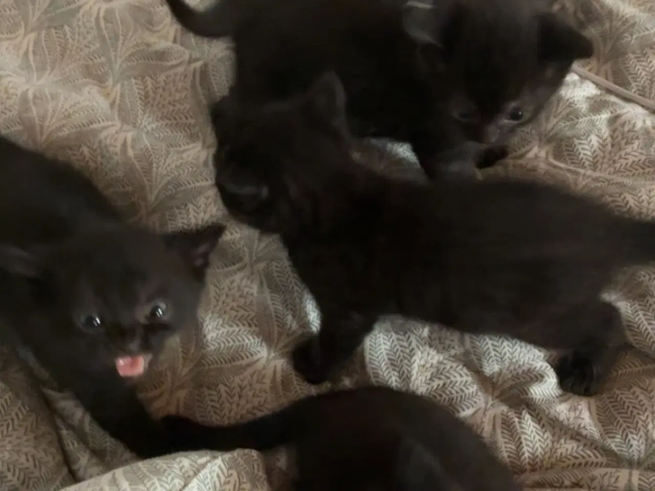 Billede 2 - British Shorthair & Indisk Bombay blandingskilling